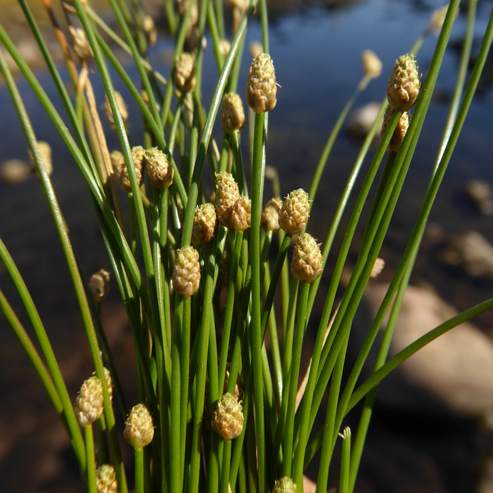 Eleocharis geniculata image