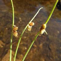 Image of Cyperus subsquarrosus