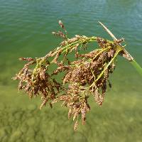 Image of Scirpus californicus