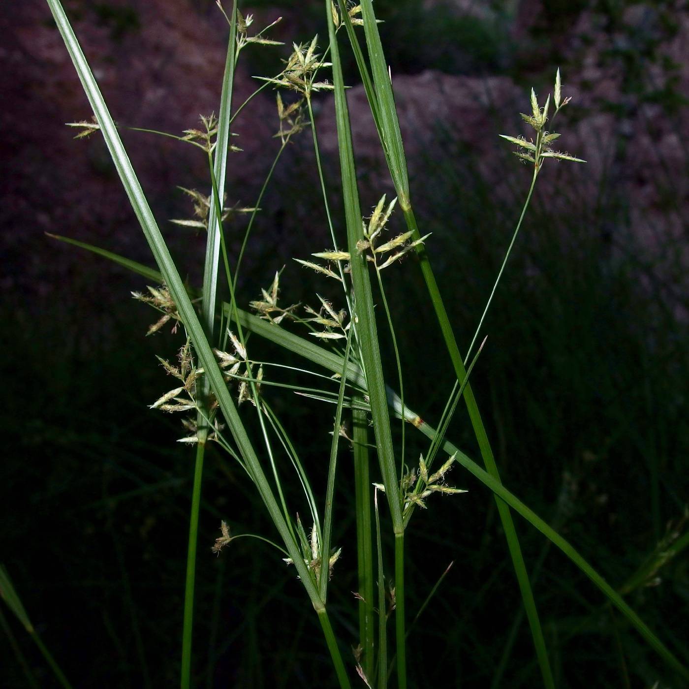 Cyperus semiochraceus image