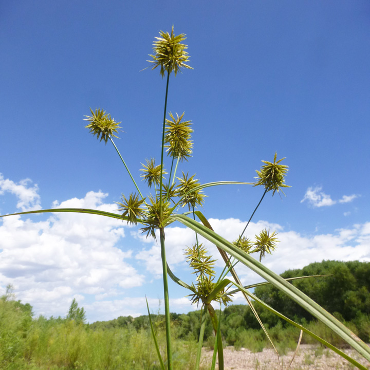 Cyperus strigosus image