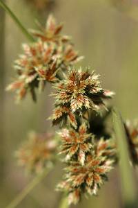 Cyperus elegans image