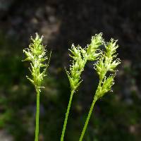 Image of Carex bolanderi