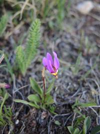 Dodecatheon conjugens image