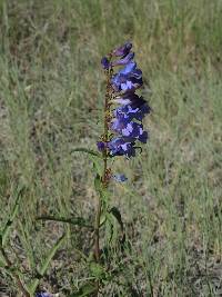 Penstemon glaber image