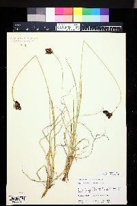 Carex chalciolepis image