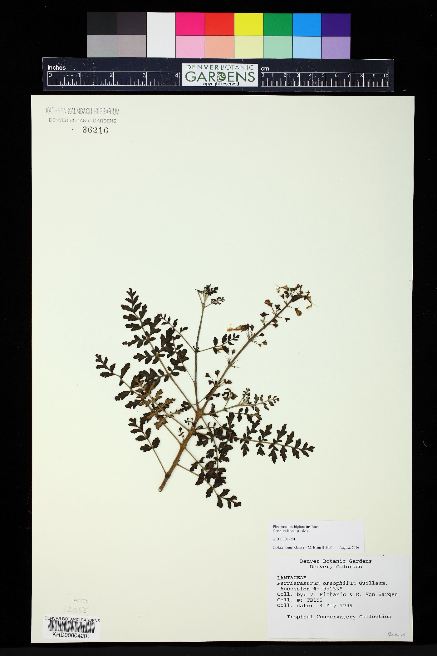 Plectranthus bipinnatus image