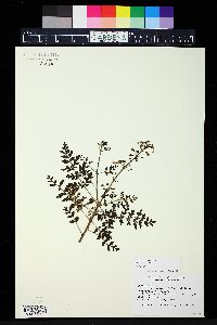 Plectranthus bipinnatus image