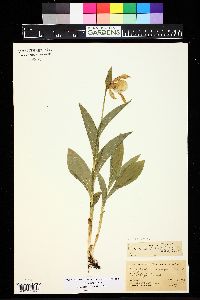 Cypripedium parviflorum var. pubescens image