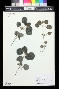 Pilea nummulariifolia image