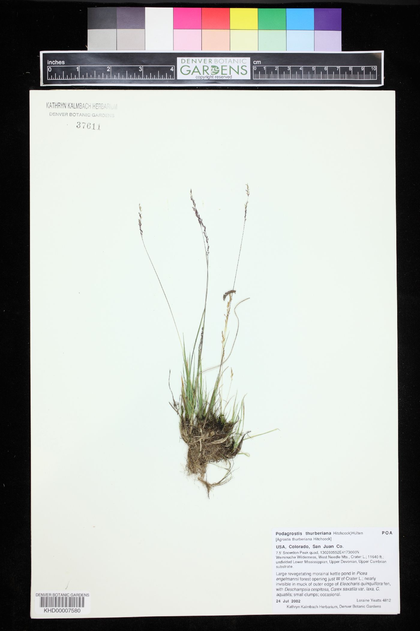 Agrostis humilis image