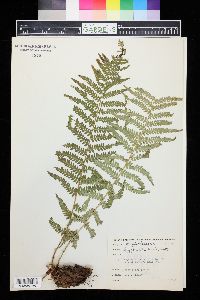 Dryopteris filix-mas image