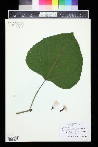 Image of Clerodendrum philippinum