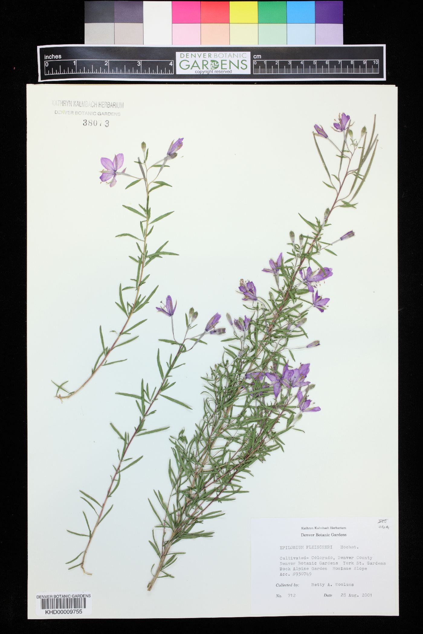 Epilobium fleischeri image