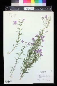 Epilobium fleischeri image