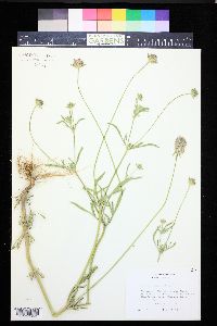 Scabiosa rotata image