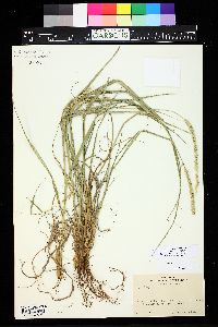 Setaria leucopila image