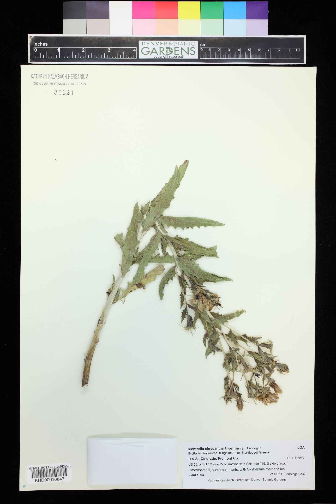 Mentzelia chrysantha image