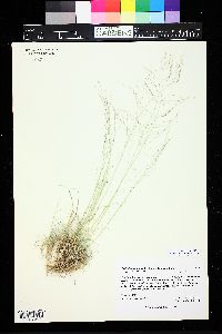 Muhlenbergia torreyi image