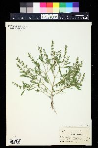 Salvia reflexa image