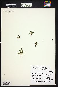 Taraxacum scopulorum image