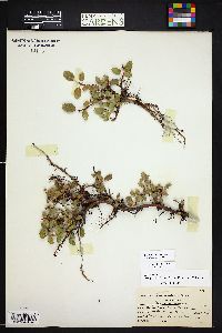 Salix nivalis image