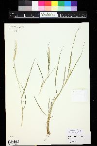 Setaria texana image