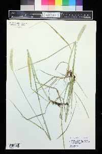 Alopecurus pratensis image