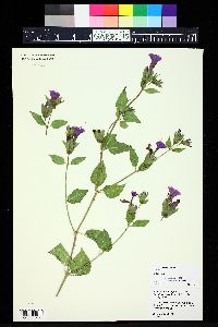 Mirabilis multiflora image