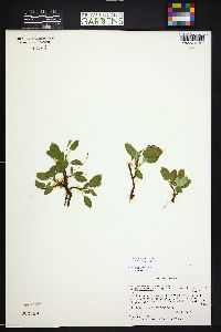 Salix nivalis image