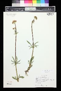 Valeriana acutiloba image