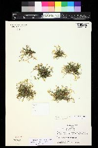 Sabulina macrantha image