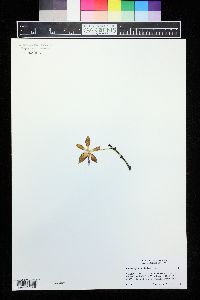 Image of Phalaenopsis corningiana