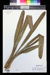 Cymbidium finlaysonianum image