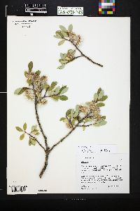 Salix brachycarpa image