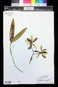 Cattleya tigrina image