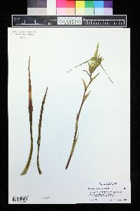 Phragmipedium hirtzii image