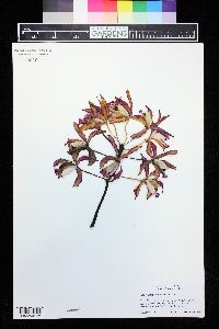 Cattleya tigrina image