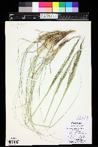 Sporobolus airoides image