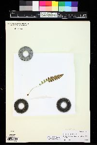 Polypodium amorphum image