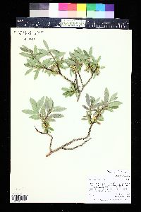 Salix brachycarpa image