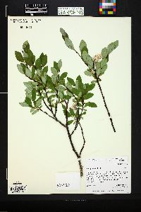 Salix planifolia image