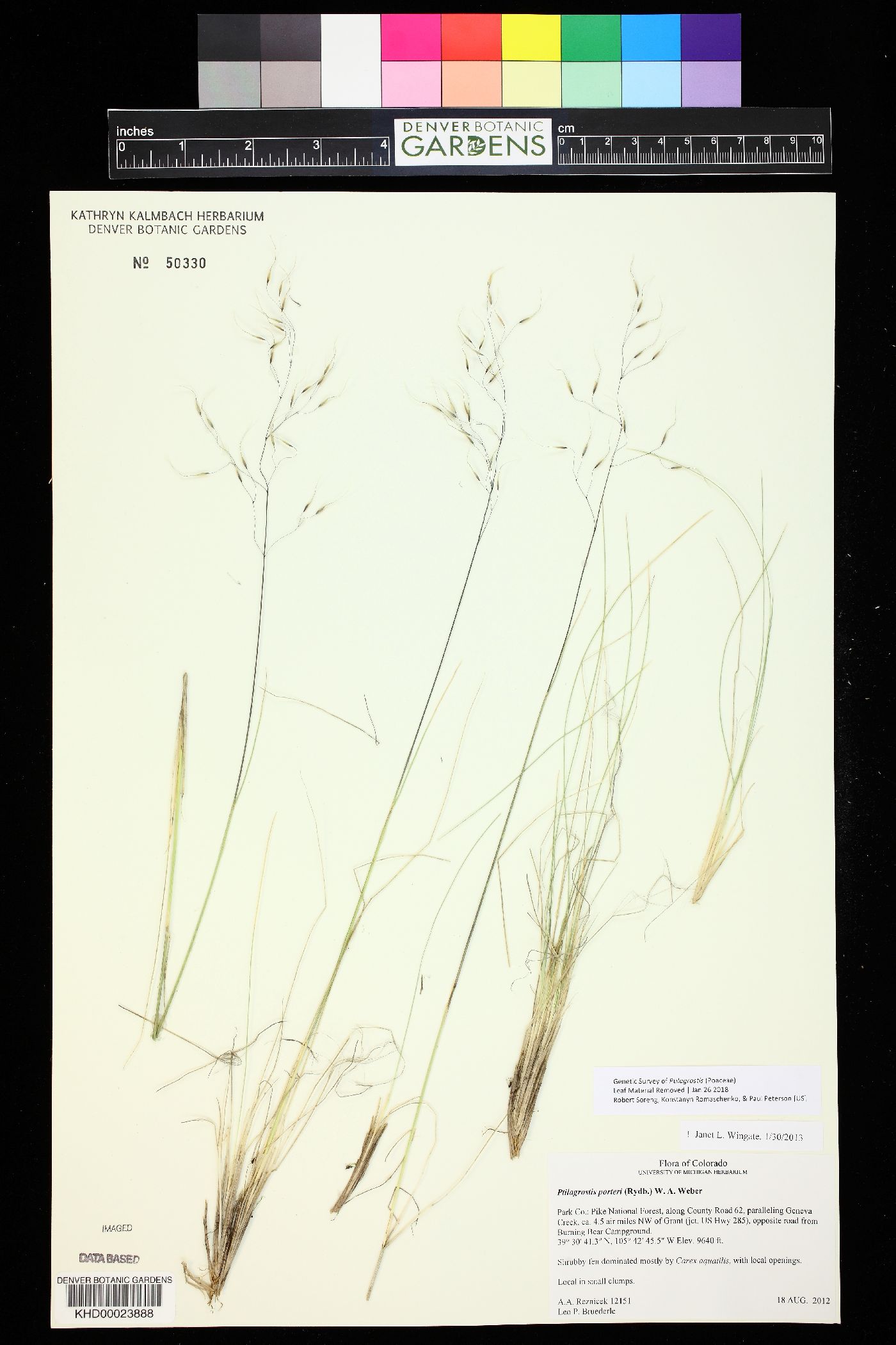 Ptilagrostis porteri image
