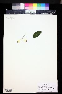 Phalaenopsis parishii image