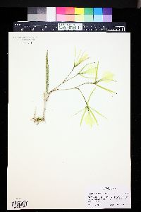 Brassavola nodosa image