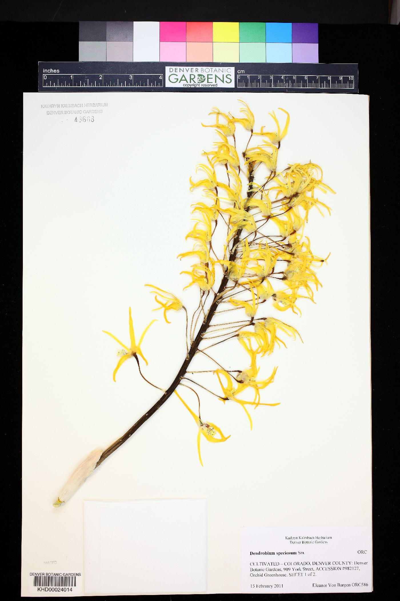 Dendrobium speciosum image