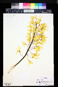 Dendrobium speciosum image