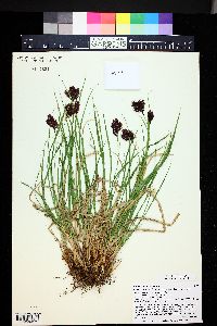 Carex chalciolepis image