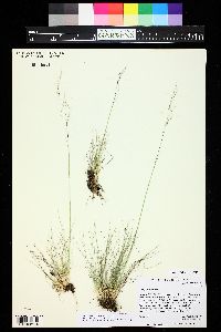 Ptilagrostis porteri image