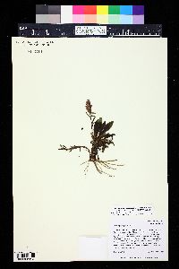 Chionophila jamesii image